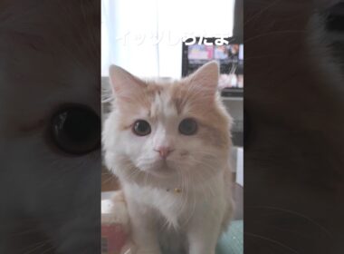 【子猫】イッツしらたま#ラガマフィン #猫動画 #shorts