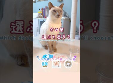 【バレンタイン袋選び🛍️】猫はどれを選ぶ？