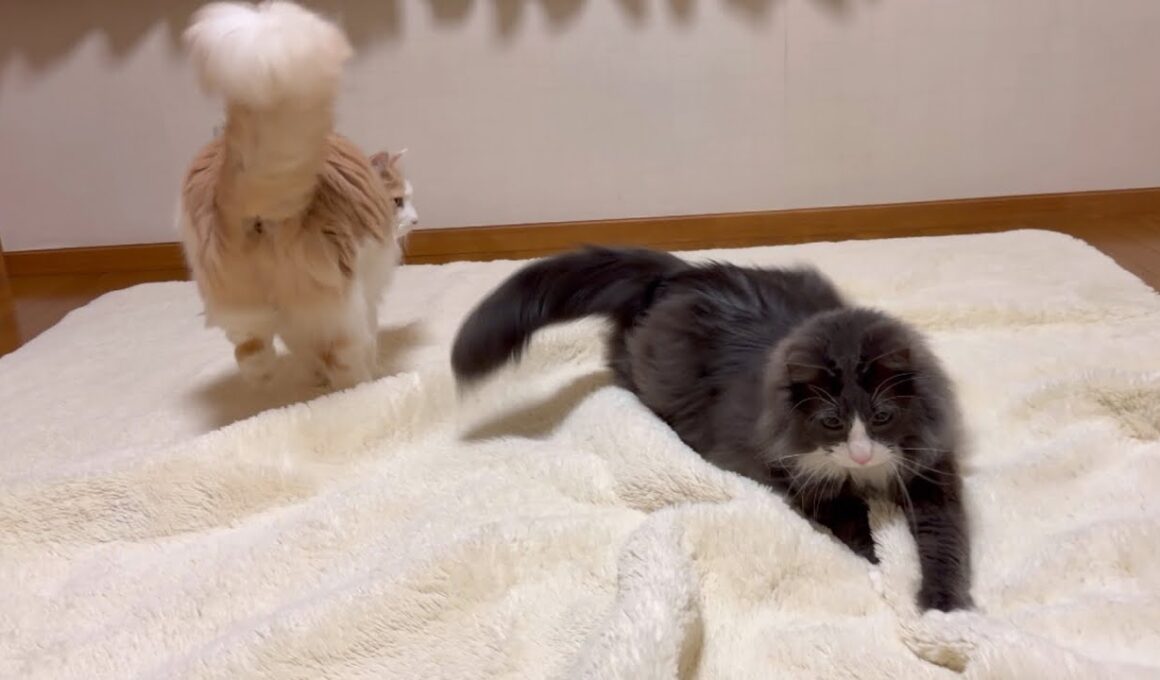 【カワイイ💖】カーペットでも遊んじゃうもふ猫たちwwwノルウェージャンフォレストキャットとターキッシュアンゴラ