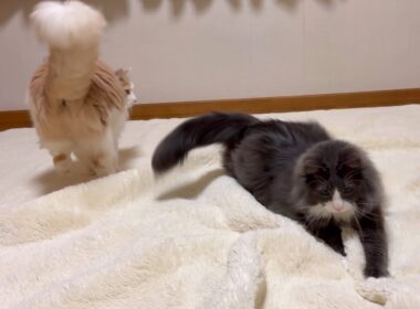 【カワイイ💖】カーペットでも遊んじゃうもふ猫たちwwwノルウェージャンフォレストキャットとターキッシュアンゴラ