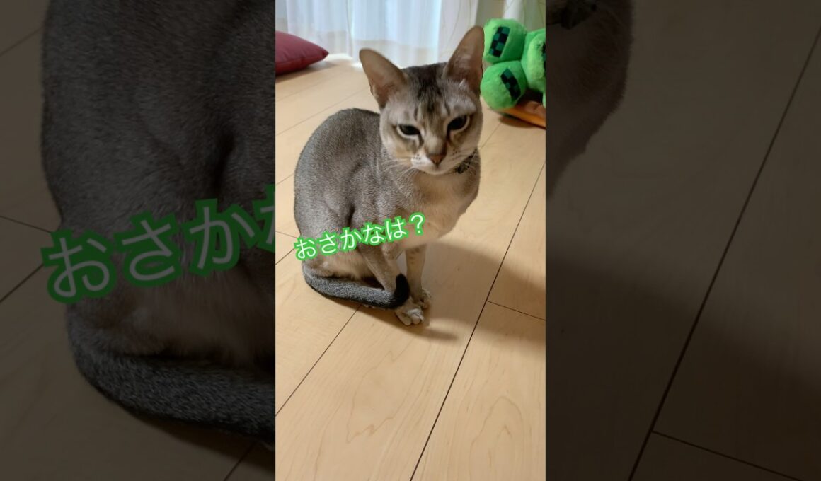 猫を釣る　#シンガプーラ　#猫のいるくらし