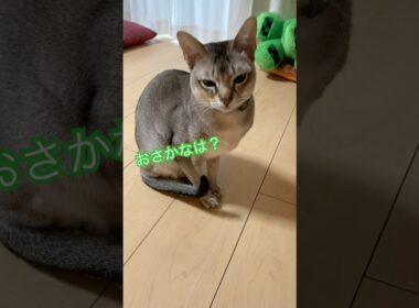 猫を釣る　#シンガプーラ　#猫のいるくらし