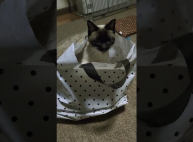 何故ねこは袋に入るのか🐾#cat #catshorts #シャム猫 #しゃむねこ #ねこのいる暮らし #ねこのいる生活