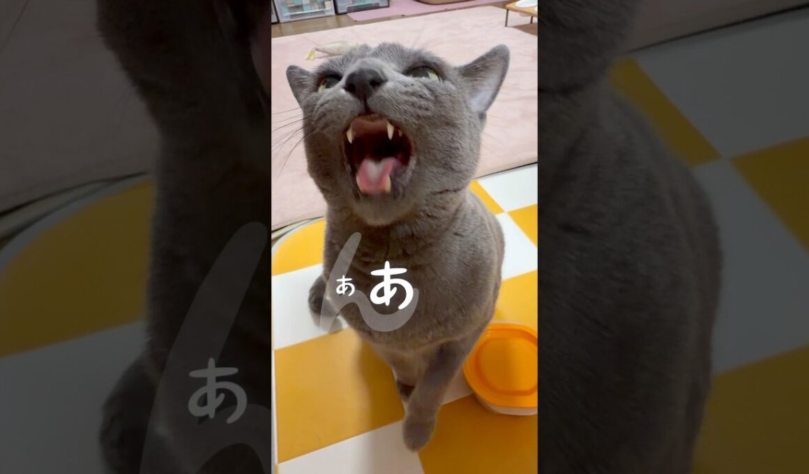 【ロシアンブルー】今朝のおねだりめろん🤗つぶやきあり、ゲップありです🤭【猫】#shorts