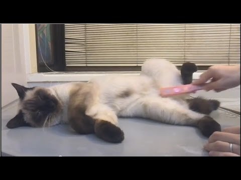 シャム猫のブラッシング The siamese cat's brushing.