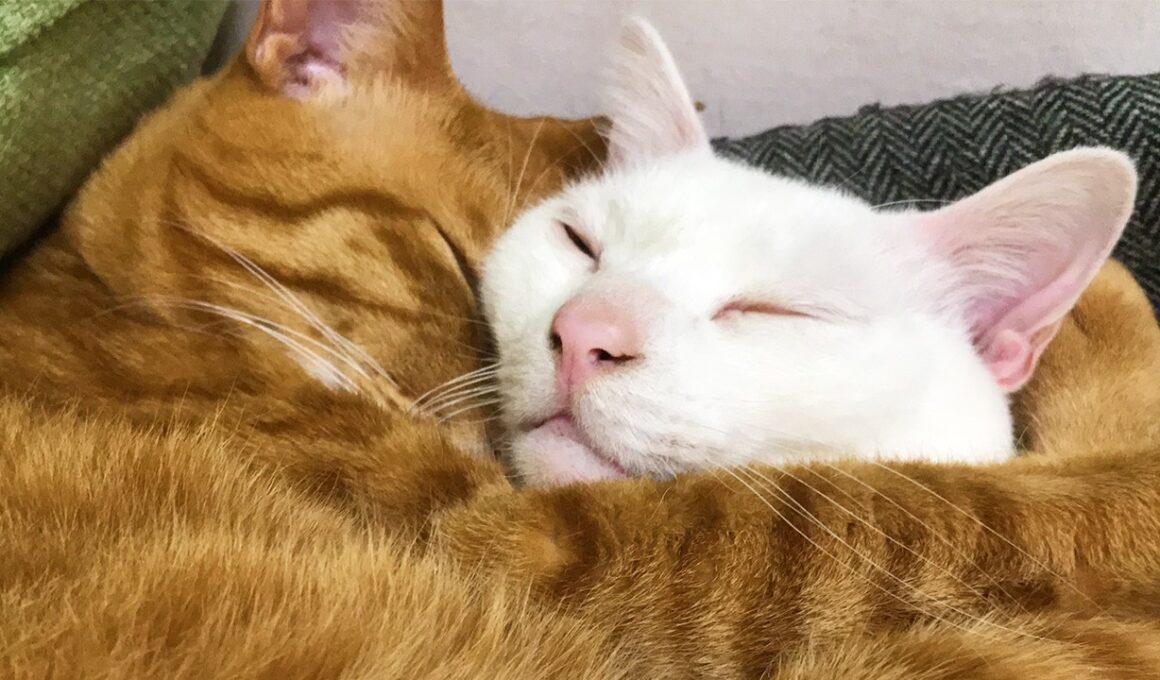 ベテラン子猫の他界後、遺された猫たち　My cat slive on