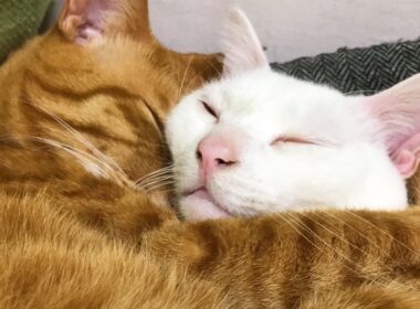 ベテラン子猫の他界後、遺された猫たち　My cat slive on