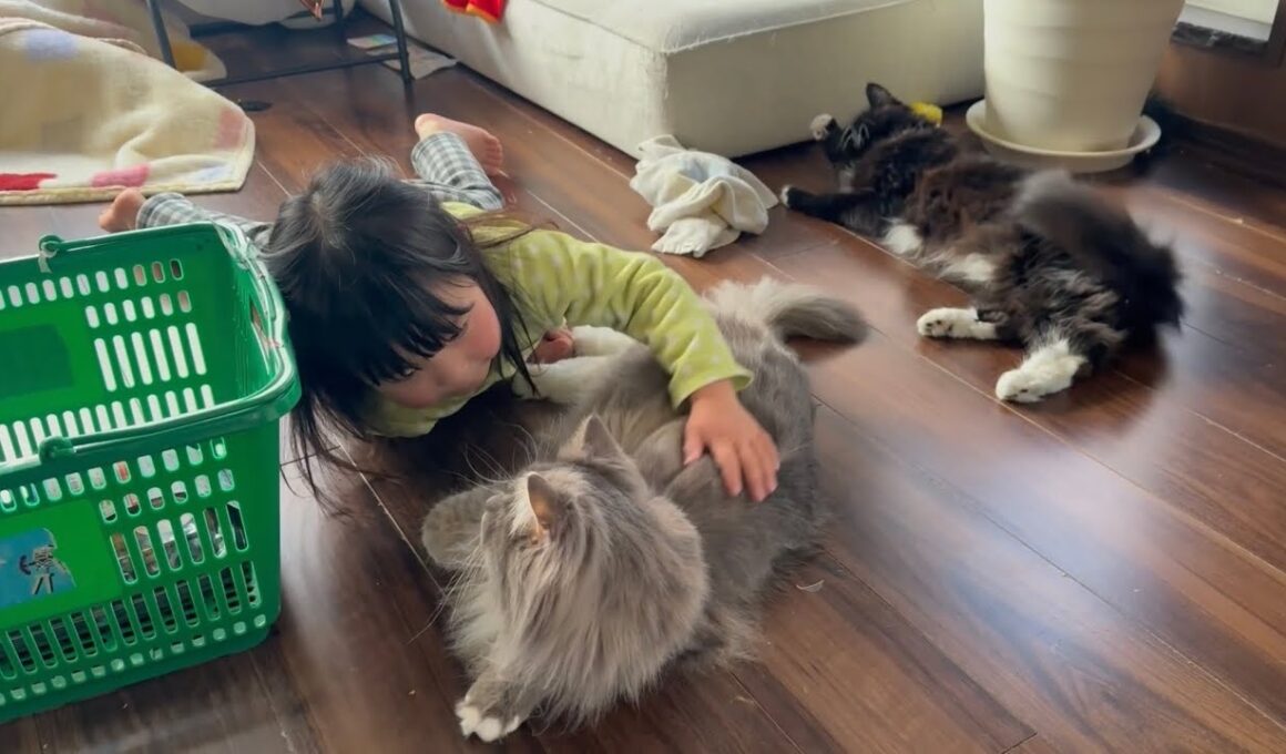 目の前で誘惑し、撫でてもらう猫　ラガマフィン　サイベリアンA cat being petted. Ragamuffin. Siberian