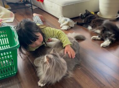 目の前で誘惑し、撫でてもらう猫　ラガマフィン　サイベリアンA cat being petted. Ragamuffin. Siberian