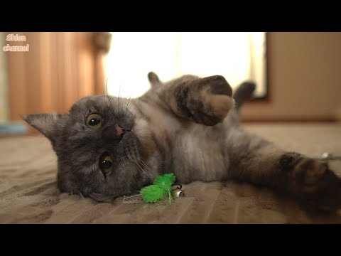 子供たちが寝静まった後にこっそりマタタビを楽しむ母猫🍷✨