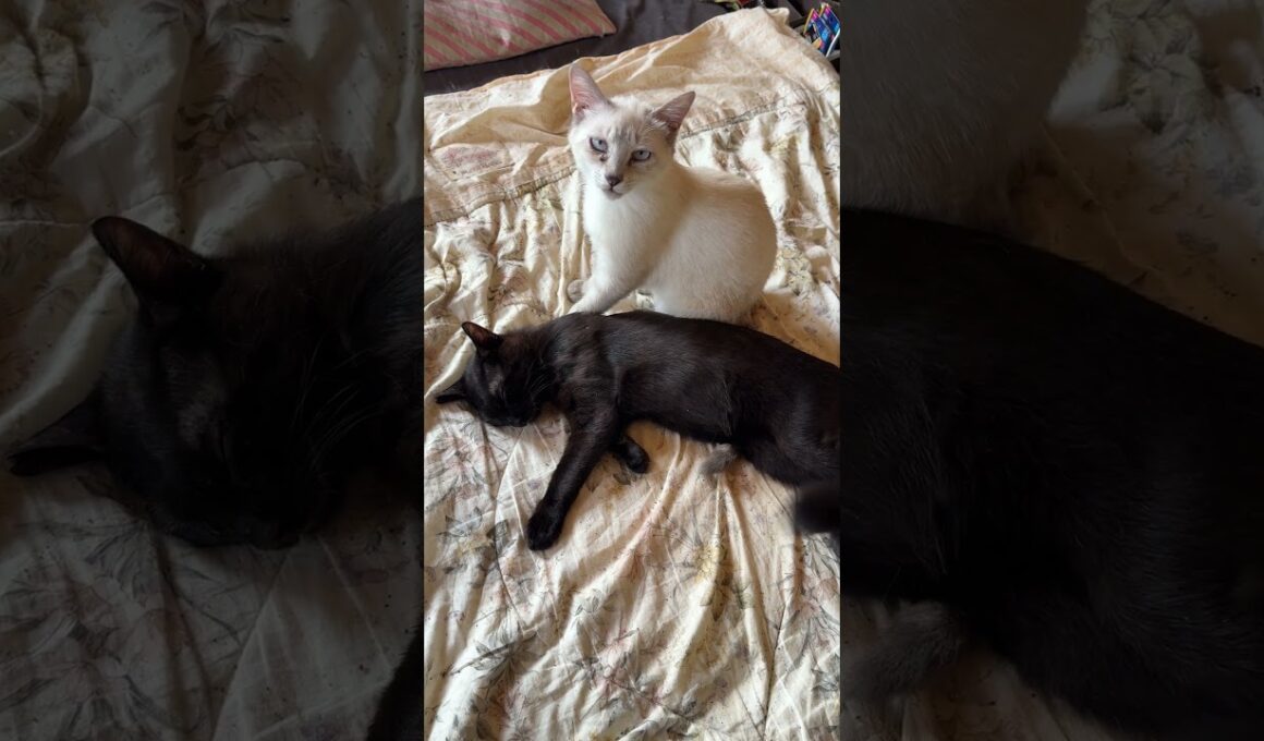 眠る黒猫の黒夢。目覚めて、クシャミ連発のシャムの雫を、よそに甘えまくる黒猫くー。最後は、飛びかかってきた