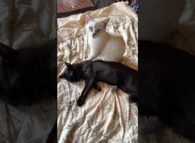 眠る黒猫の黒夢。目覚めて、クシャミ連発のシャムの雫を、よそに甘えまくる黒猫くー。最後は、飛びかかってきた