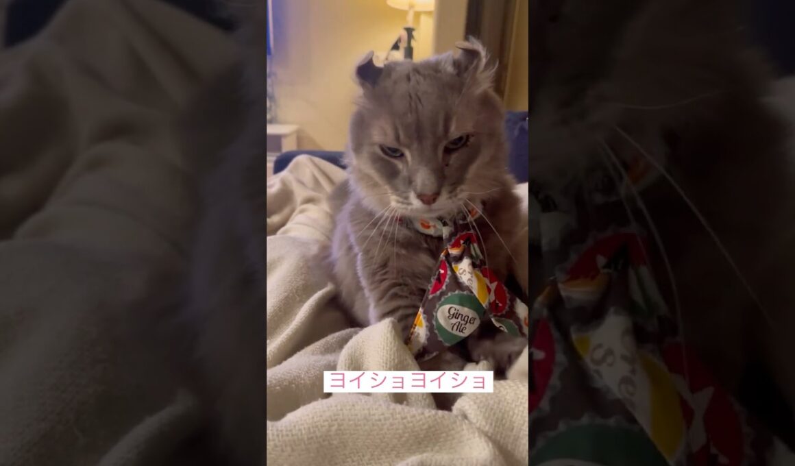 気をつけて #ねこ動画 #アメリカンカール #catvideo