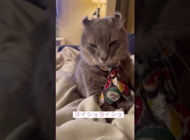 気をつけて #ねこ動画 #アメリカンカール #catvideo