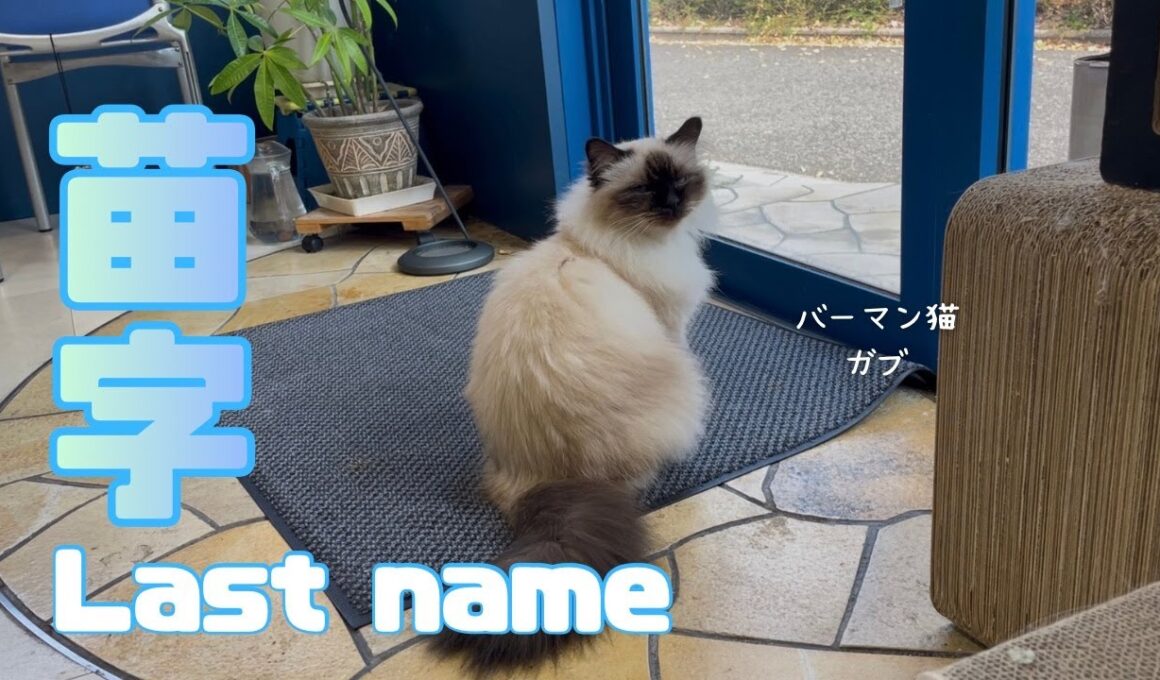 バーマン猫ガブ【苗字】Last name（バーマン猫）Birman/Cat