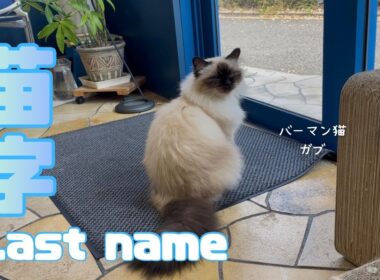 バーマン猫ガブ【苗字】Last name（バーマン猫）Birman/Cat