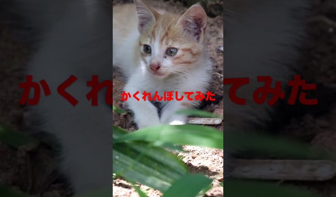 隠れんぼやってみたshort