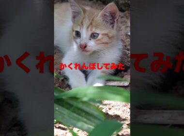 隠れんぼやってみたshort