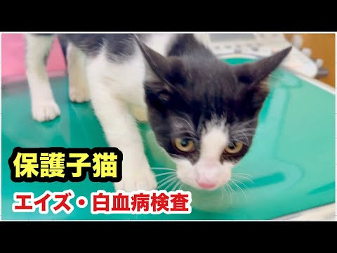 保護子猫 動物病院「エイズ・白血病」検査結果がこうなりました