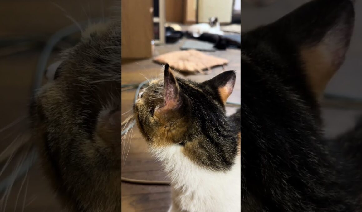 三毛猫ミックス「フローリングで、くつろいでるねシャムの雫、パンダと黒猫の黒夢」