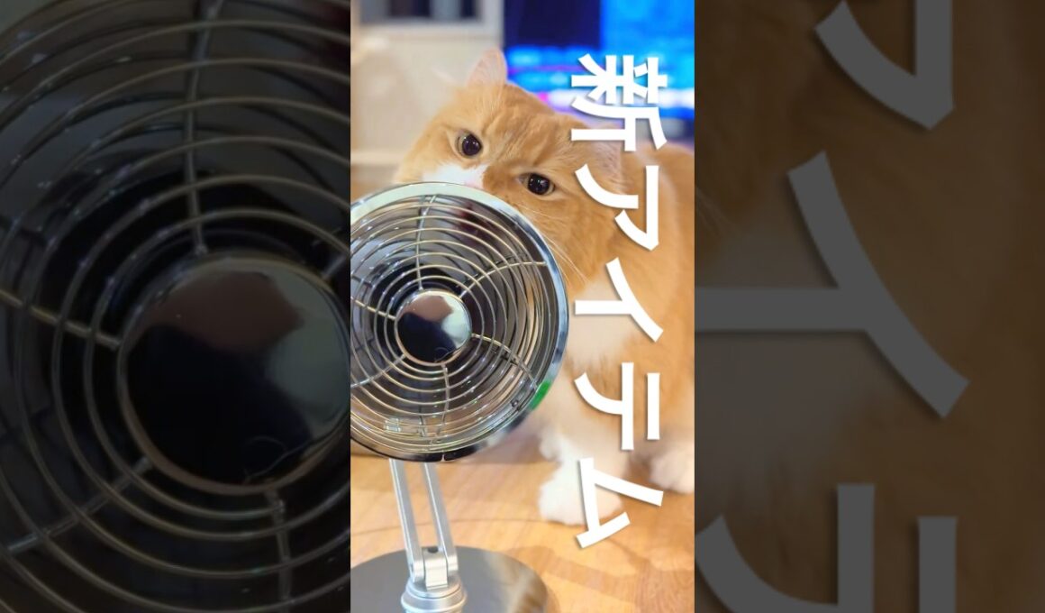 #猫 #猫のいる暮らし #アメリカンカール #cat