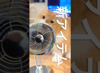 #猫 #猫のいる暮らし #アメリカンカール #cat