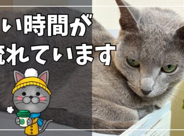 蹴りぐるみと猫の1日【今日も満足なロシアンブルー】