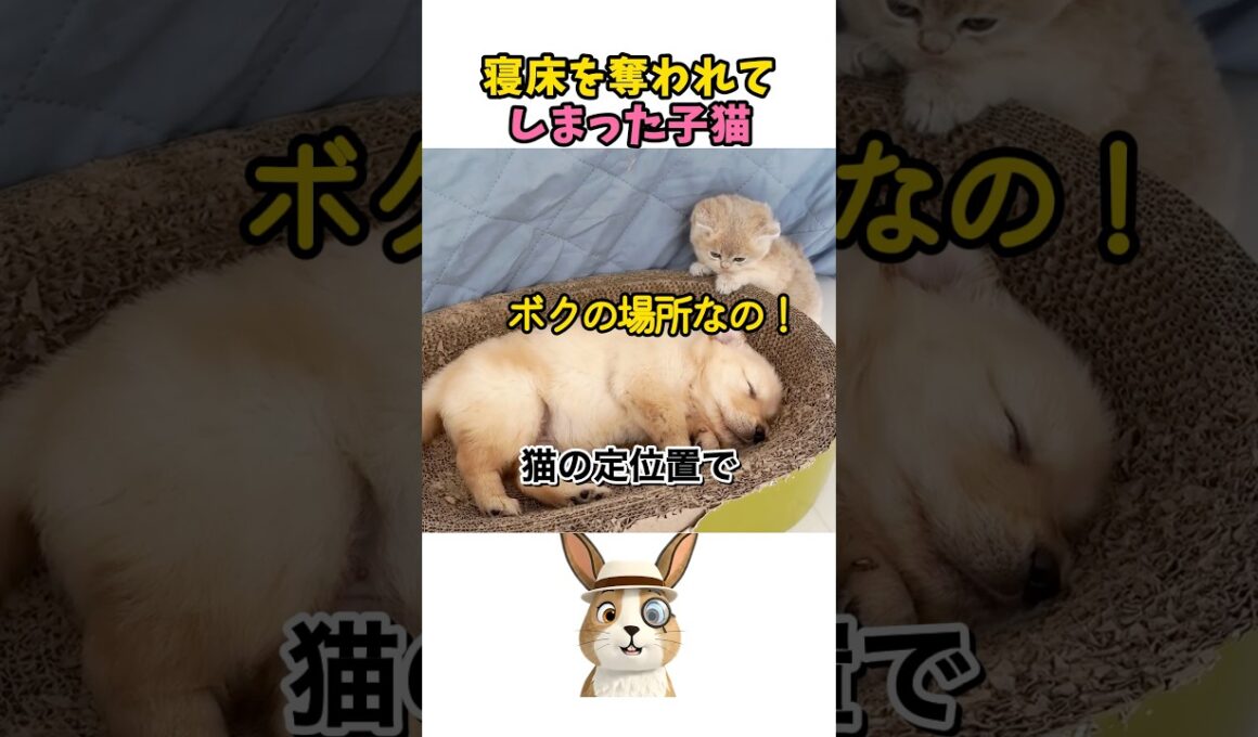 爆睡中の子犬を起こそうとする子猫