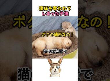 爆睡中の子犬を起こそうとする子猫