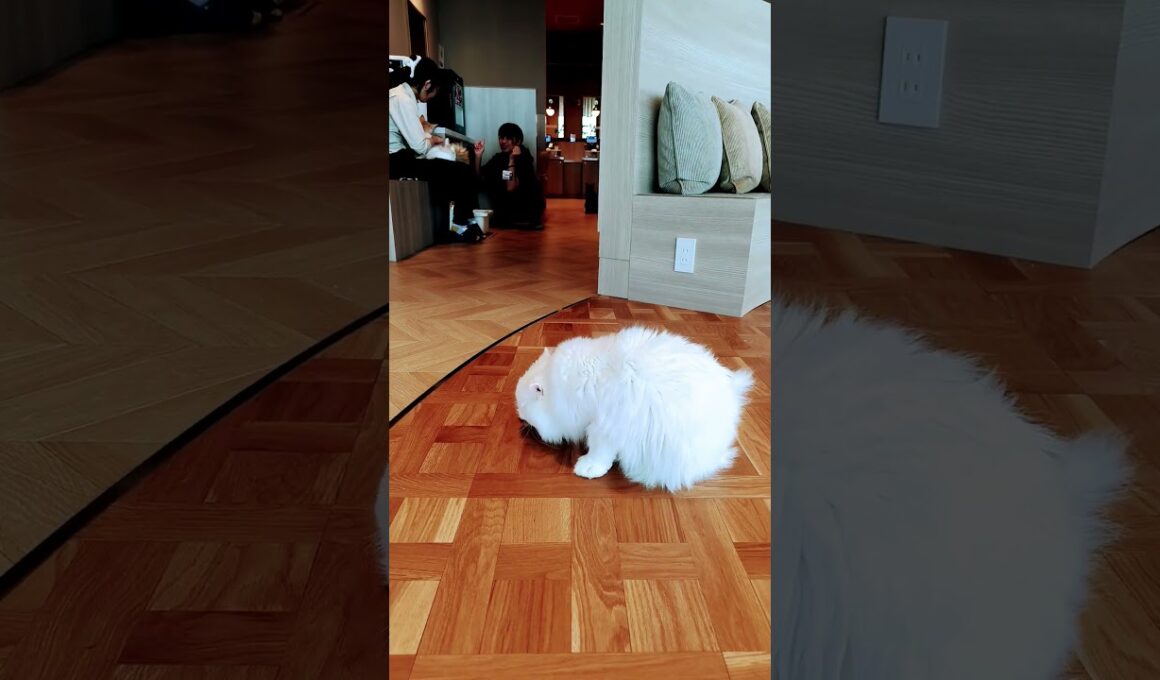 【日本🇯🇵の猫達】姫路の猫カフェ「猫カフェMOCHA（モカ）ピオレ姫路店」★2025年10月28日火曜日 #shorts #姫路 #cat #neko #猫 #แมว #cafe #猫カフェ