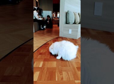 【日本🇯🇵の猫達】姫路の猫カフェ「猫カフェMOCHA（モカ）ピオレ姫路店」★2025年10月28日火曜日 #shorts #姫路 #cat #neko #猫 #แมว #cafe #猫カフェ