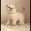 セルカークレックス子猫　Selkirk Rex　2025.12.16産まれ　　クリームポイント　巻き毛　女の子　シーダキャット猫のお店