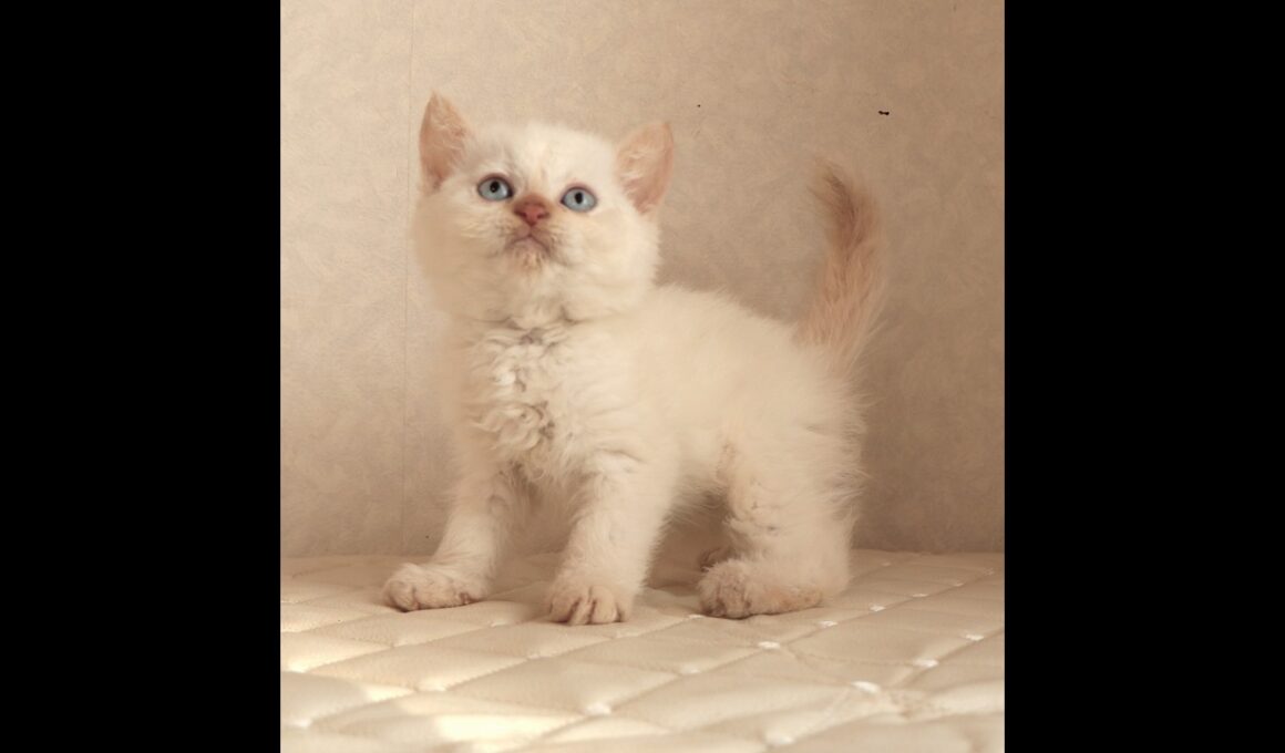 セルカークレックス子猫　Selkirk Rex　2025.12.16産まれ　　クリームポイント　巻き毛　女の子　シーダキャット猫のお店