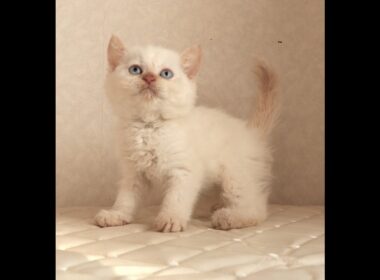 セルカークレックス子猫　Selkirk Rex　2025.12.16産まれ　　クリームポイント　巻き毛　女の子　シーダキャット猫のお店