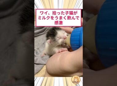 ワイ、拾った子猫がミルクをうまく飲んで感激  #猫動画 #猫のいる生活 #保護猫 #2ch動物スレ