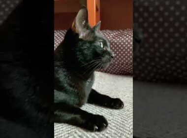 行くor 行かない - Funny Cats - #Shorts