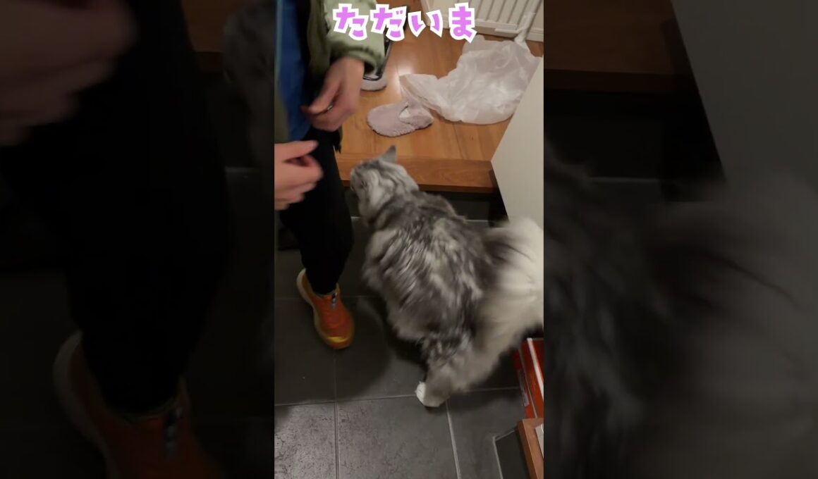 玄関で少年を待っていてくれた大型猫との会話#メインクーン#short