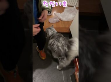玄関で少年を待っていてくれた大型猫との会話#メインクーン#short