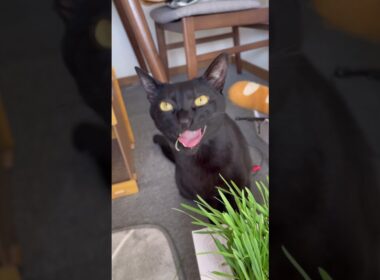 排出しようと一生懸命！