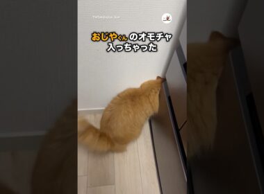 主に助けを求める猫｜PECO