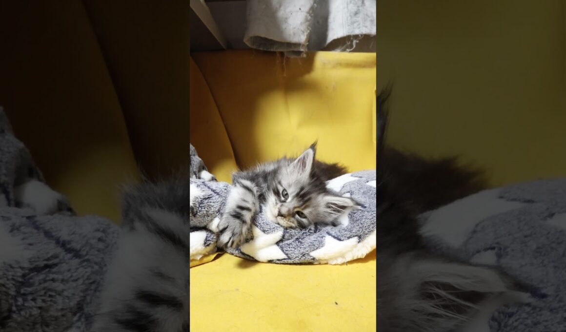 寝起きでボーッとしているメインクーンの赤ちゃんリッチ君