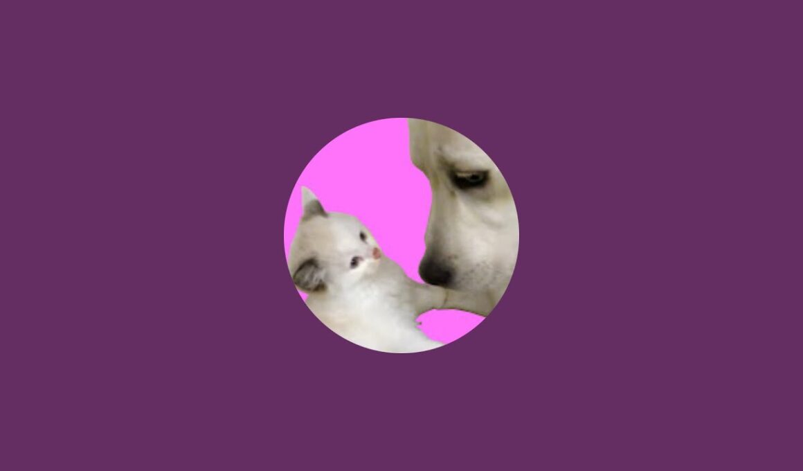 保護子猫の初めましてライブ