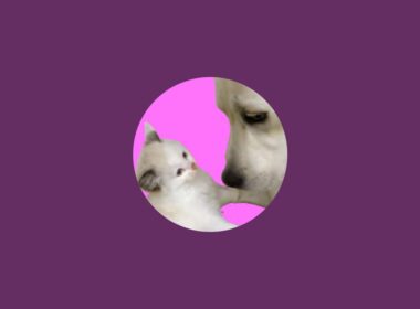 保護子猫の初めましてライブ