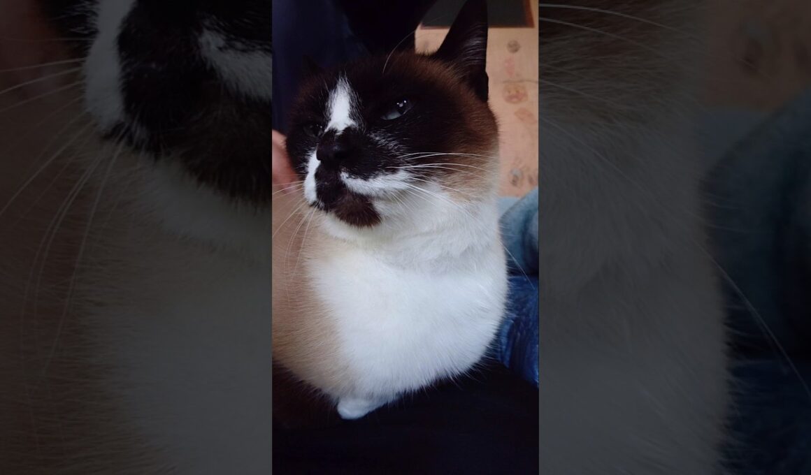 夕方のシャム猫さん#猫 #ねこ #cat #Shorts