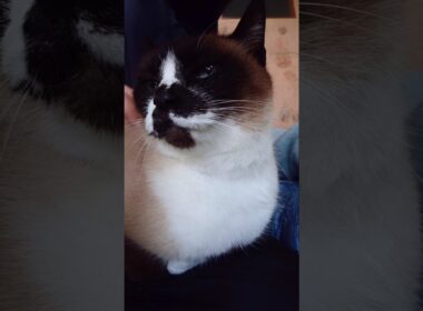 夕方のシャム猫さん#猫 #ねこ #cat #Shorts