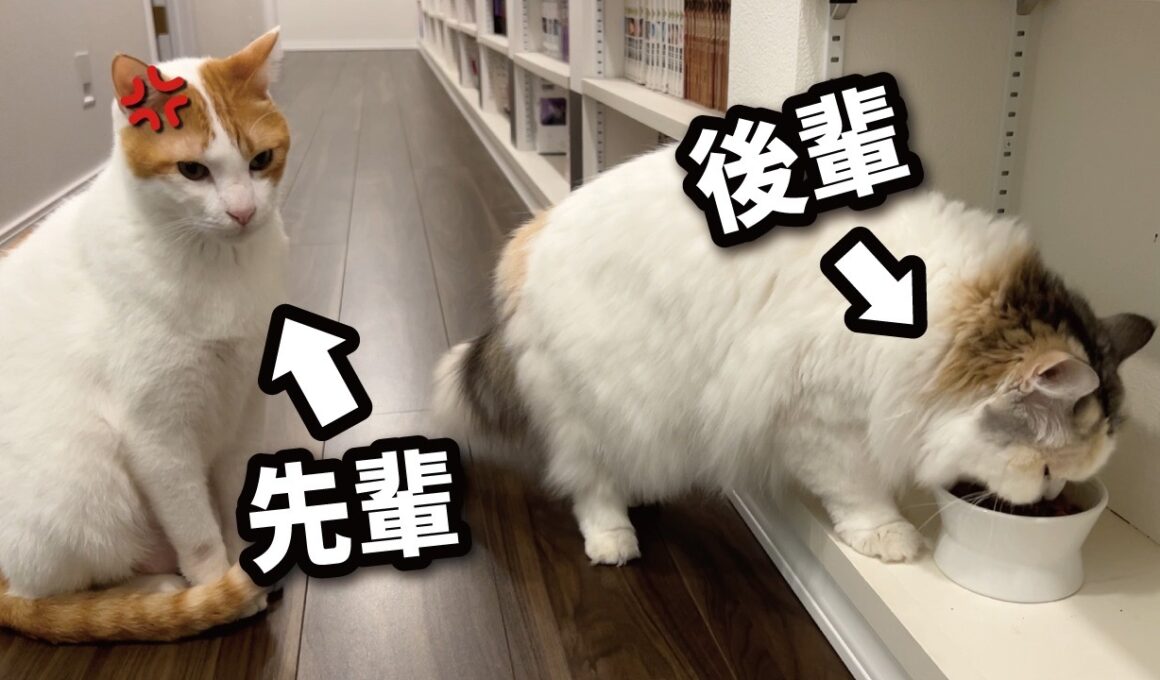 【事件】なぜ先輩猫より後輩猫の方が先にカリカリを食べているのか？