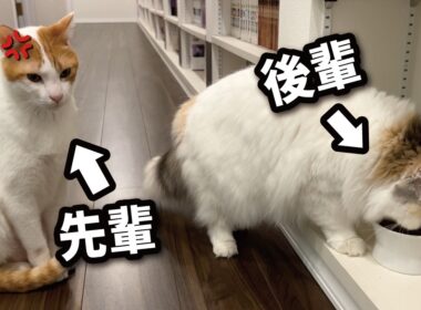 【事件】なぜ先輩猫より後輩猫の方が先にカリカリを食べているのか？