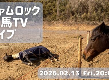 シャムロック乗馬TVライブ！/近況報告と告知