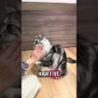 猫に「ハイタッチ」教える #メインクーン #猫のいる暮らし #mainecoon ＃ラグドール