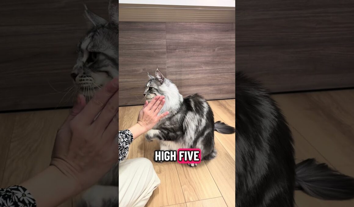 猫に「ハイタッチ」教える #メインクーン #猫のいる暮らし #mainecoon ＃ラグドール